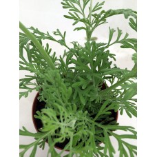 Jagged Leaf Fern Lavender - 4" Pot - Very Fragrant   